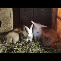 خرگوش از بچه تا بالغ