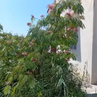 3000متر-باغ-ویلا-500-بنا-زیر-فی-منطقه-شاهنامه-دهشک