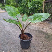 گل بابا آدم