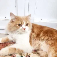 گربه پرشین نر اصیل|گربه|ممقان, |دیوار