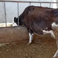 گاو سیمینتال