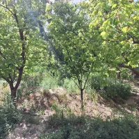 باغچه-4-دیواری-بهشت-خوشنام