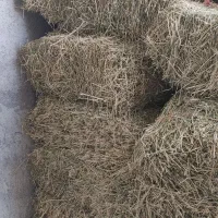 یونجه|حیوانات مزرعه|چگنی, |دیوار