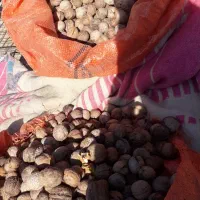 فروش گردو پوست کاغذی|خوردنی و آشامیدنی|اندیکا, |دیوار