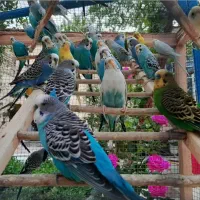 مرغ عشق|پرنده|مبارکه, |دیوار