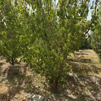 1000متر باغ چهار دیواری شده