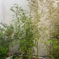 گل بامبو مرجان