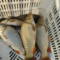 سرمایه گذاری برای پرورش ماهی گرم آبی