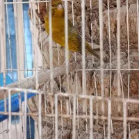 قناری نر ریزه خونی