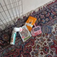 سگ خونگی|سگ|اصفهان, رکن الدوله غربی|دیوار