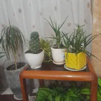 گلهای سرحال وزیبا|گل و گیاه طبیعی|زنجان, |دیوار