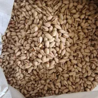 پسته خام اکبری و پسته خام بادمی مغزدار