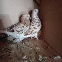 کبوتر پرشی