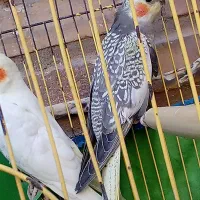 عروس هلندی نر