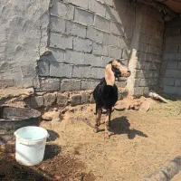 بز ابست سه قلو زا جوان ۴ ماه ابست