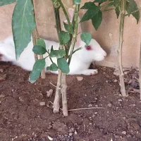 خرگوش دستی و تربیت شده|موش و خرگوش|شیراز, شهرک والفجر|دیوار