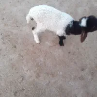 یک عدد بره ماده|حیوانات مزرعه|دهلران, |دیوار
