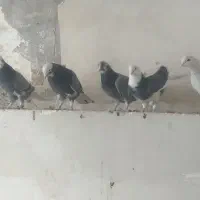 کبوتر|پرنده|فولادشهر, A1|دیوار