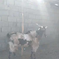 حیوانات مزرعه|حیوانات مزرعه|سیرجان, |دیوار