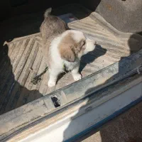 توله سگ گمشده