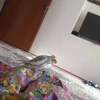 عروس سخنگو نر