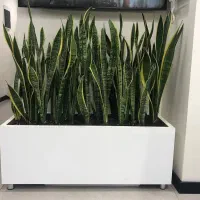 گلدان فایبرگلاس/در رنگ‌ها و ابعاد مختلف