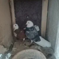 کفتر پرشی بشرط.جفت۱۲۰۰