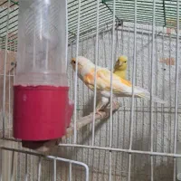 قناری نر و ماده یک جفت