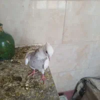 کبوتر طوقی