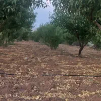 باغ