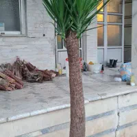 درخت یوکا پنج ساله|گل و گیاه طبیعی|ساری, |دیوار