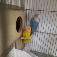 طوطی برزیلی های نر بالغ رزیکولیس زرد ابی معاوضه