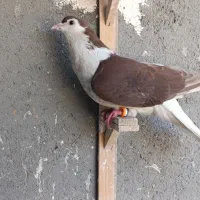 کبوتر