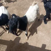 بز جوان و آبستن و کره نر