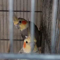 عروس تکی و جفتی