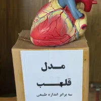 مولاژ قلب  ۳برابر اندازه ی طبیعی|آرایشی، بهداشتی، درمانی|شیراز, گلستان|دیوار