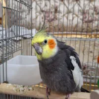 عروس هلندی نر با وسایل