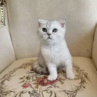 دنیای گربه های خاص آپارتمانی(پرشین بریتیش اسکاتیش)|گربه|مشهد, سجاد شهر|دیوار