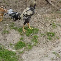 خروس ومرغ لاری جوان|حیوانات مزرعه|محمدیه-قزوین, |دیوار