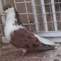 چپ کوهی نر و شیرازی ابری ماده