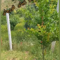 فروش زمین قورچای رامیان