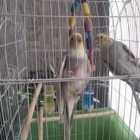 عروس هلندی سخنگو|پرنده|الیگودرز, |دیوار