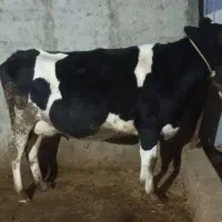 گاوهلشتاین سوپر شیر