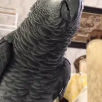 کاسکو سخنگو