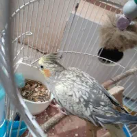 عروس هلندی خوشگل و اهلی|پرنده|مراغه, |دیوار