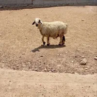 دو عدد میش داشتی