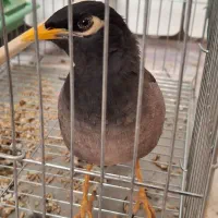 مینا سخنگو دستی