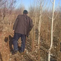 کبوده دوساله|گل و گیاه طبیعی|میاندوآب, |دیوار