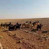 فروش‌چند‌راس‌دوبر‌وبزغاله‌دوبری