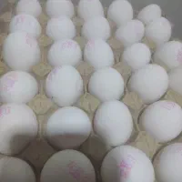 پخش تخم مرغ